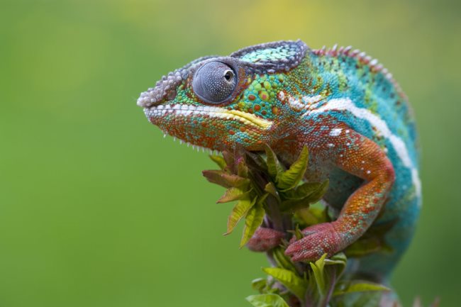 Signification des rêves de caméléon