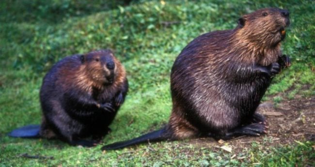 Quelques interprétations curieuses de rêves de castor