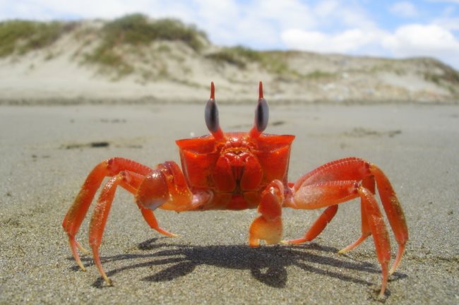 Signification des rêves de crabe