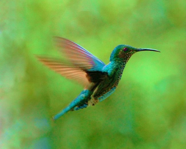 Que signifie rêver de colibri ?