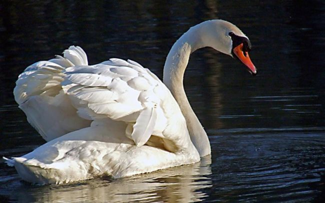 Quelle est la signification des rêves de cygnes ?