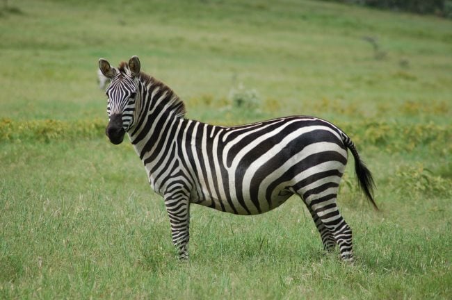 zebre