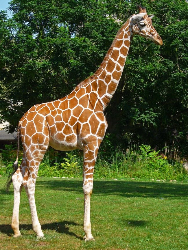 girafe