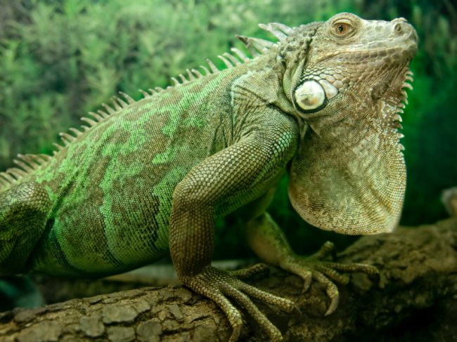 iguane