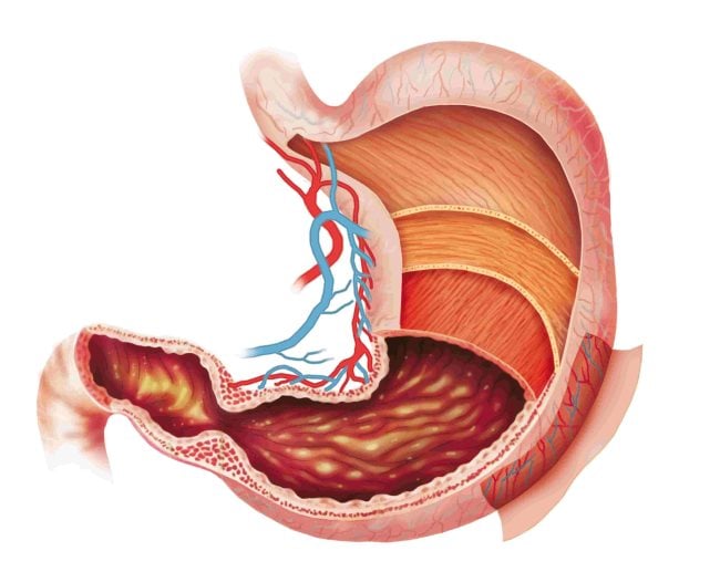 Quelles sont les étapes de la digestion ?