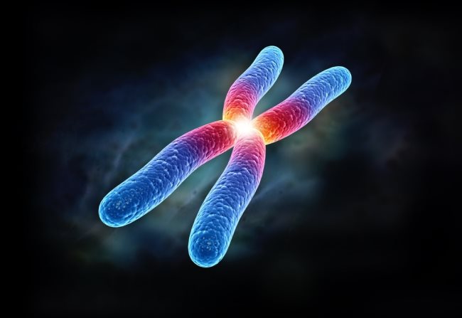 Quelles sont les différentes parties d'un chromosome ?