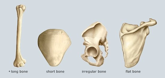 flat bone