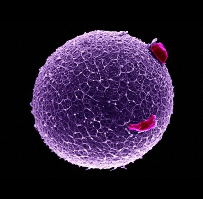 gametes