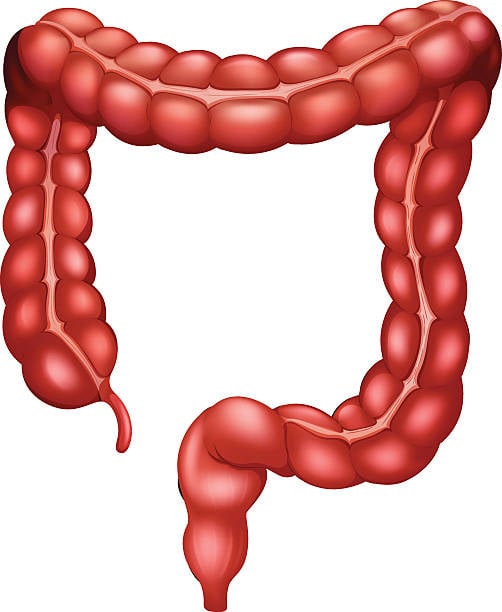 Quelles sont les différentes parties du gros intestin ?