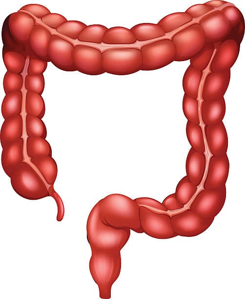 gros intestine