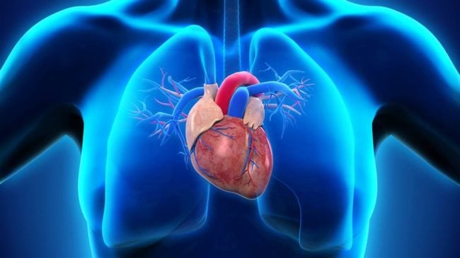 Quelles sont les différentes parties du cœur ?