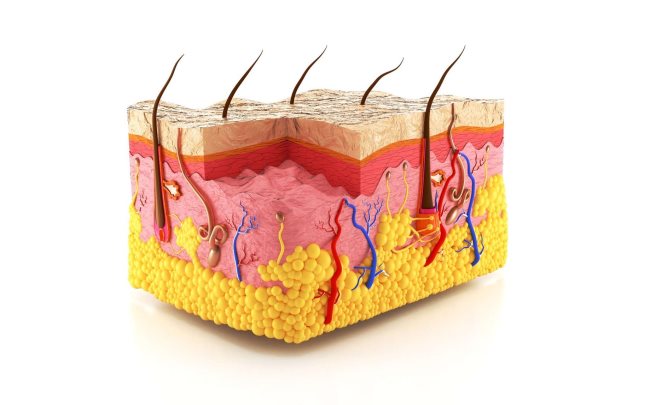 Quelles sont les différentes couches de la peau ?
