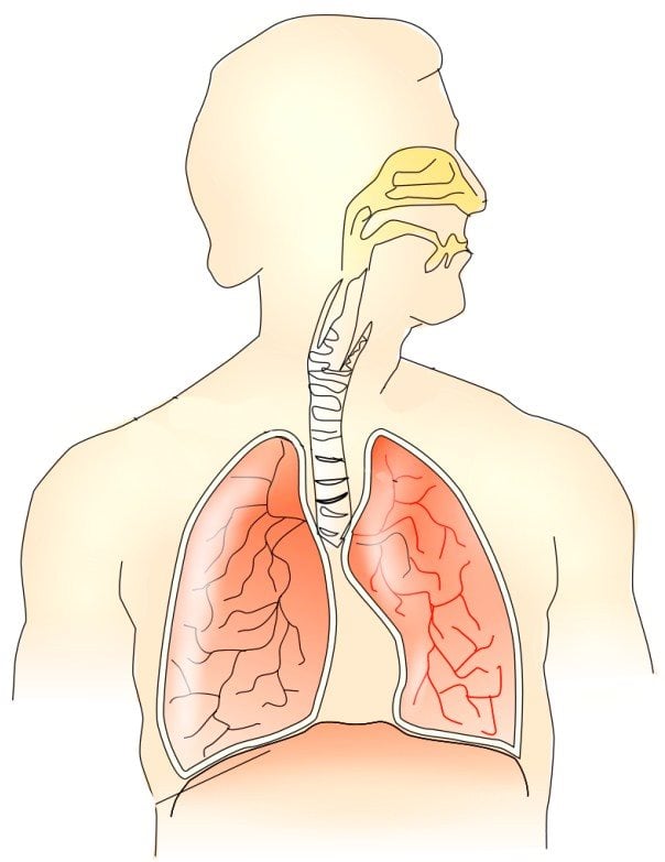 respiratory system