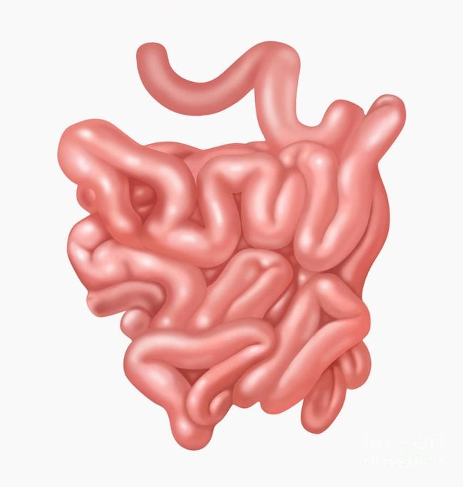 small intestine