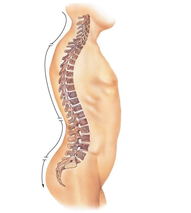 vertebral