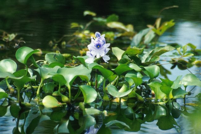 Excès d'arrosage des plantes, symptômes et solutions