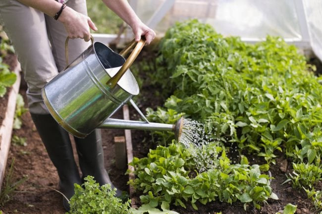 Watering plants