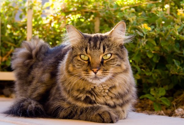 La taurine pour chats - De quoi s'agit-il et quels aliments contiennent-ils de la taurine ?