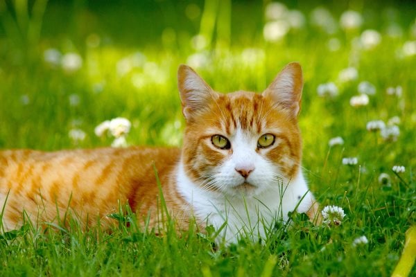 Comment éduquer, aimer et prendre soin d'un chat sourd