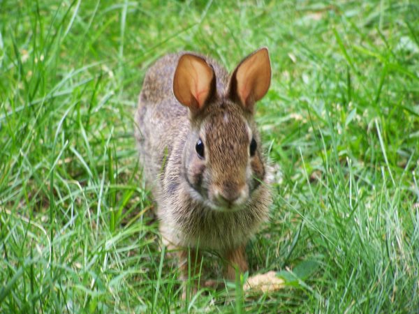 Mon lapin a de la diarrhée - Causes et traitement