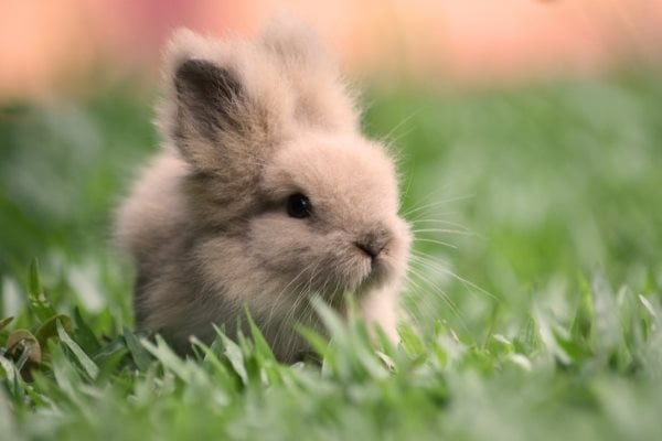 Comment prendre soin de lapins nouveaux nés