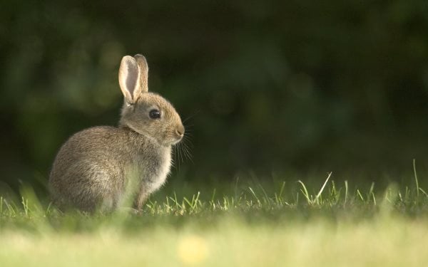 Les dents des lapins