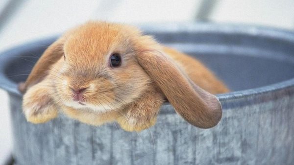 Puis-je baigner mon lapin ?