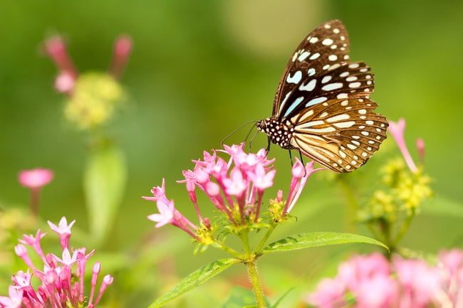 Découvrez la signification des rêves de printemps