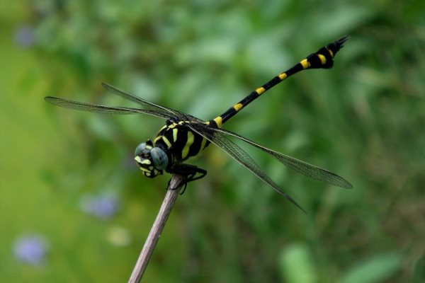 Symbolique de la libellule : Signification spirituelle, animal de pouvoir (totem)