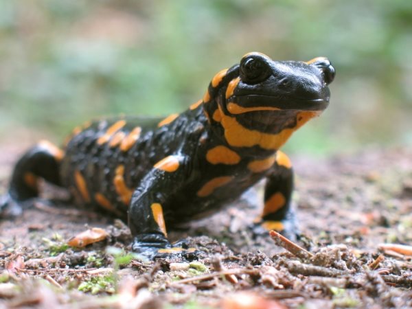 salamandre2