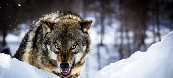 Symbolique du loup : Signification spirituelle, totem, animal de pouvoir