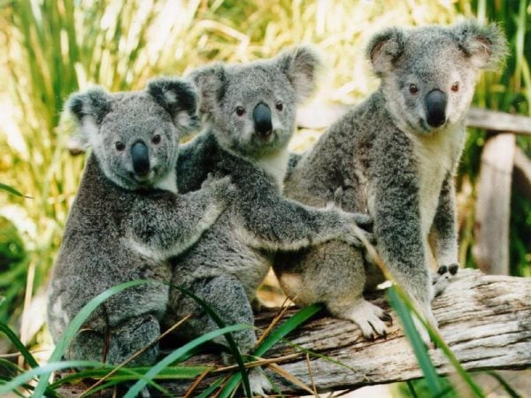 Symbolique du Koala : Signification spirituelle, totem