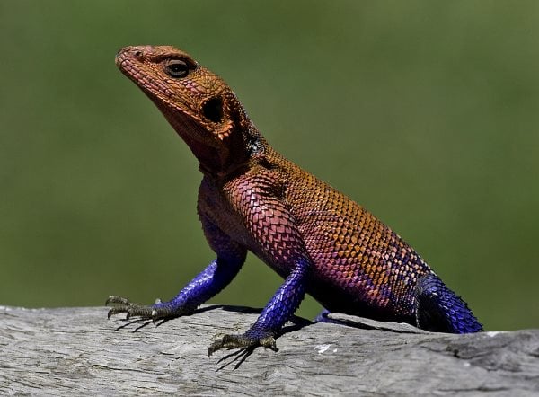 Symbolique du Lézard : Signification spirituelle, animal de pouvoir, totem