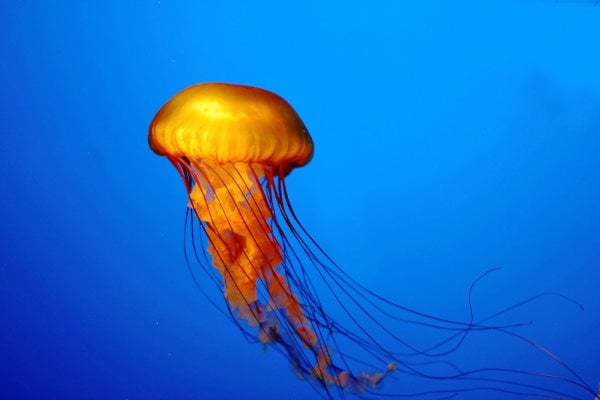 meduse