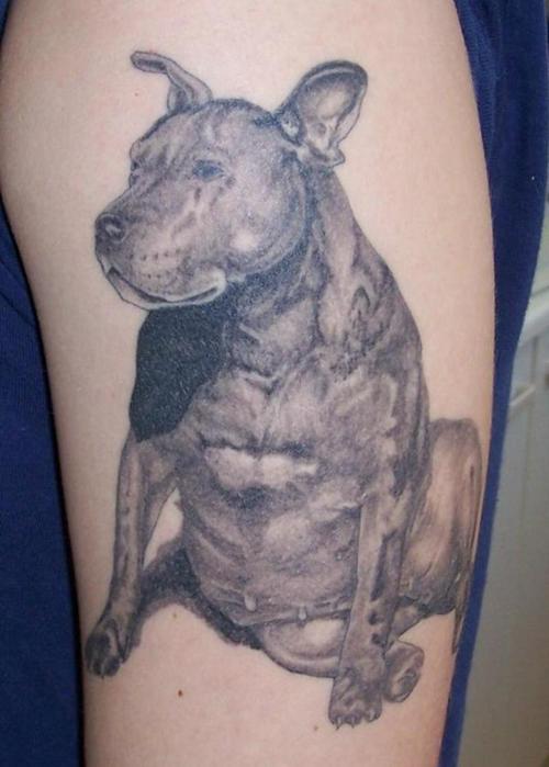 tatouage chien 65