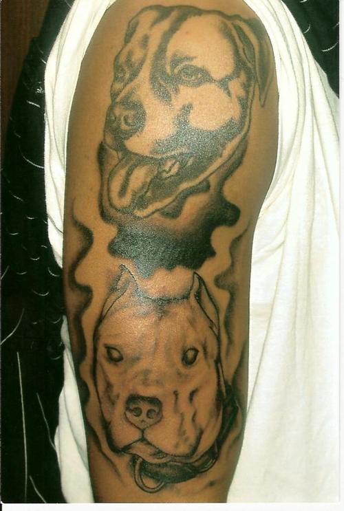 tatouage chien 66