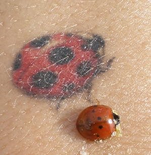 tatouage coccinelle 1017