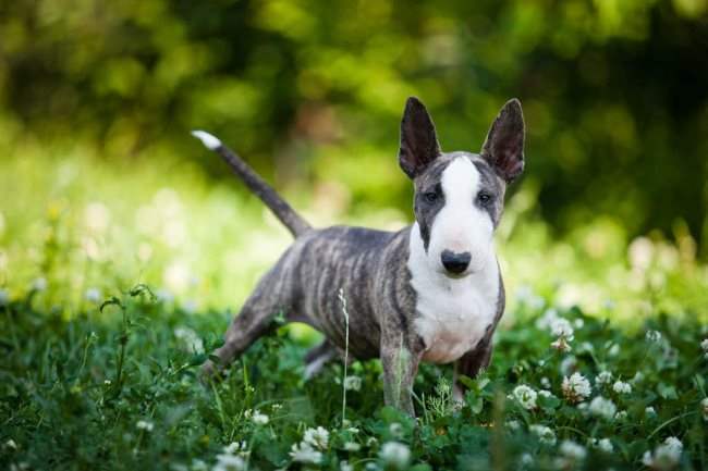 les bull terriers