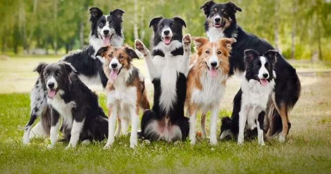 les collies