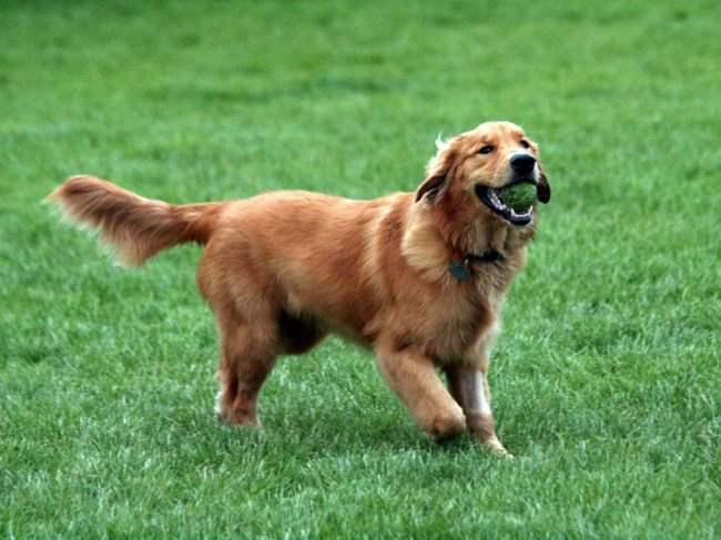 les golden retriever