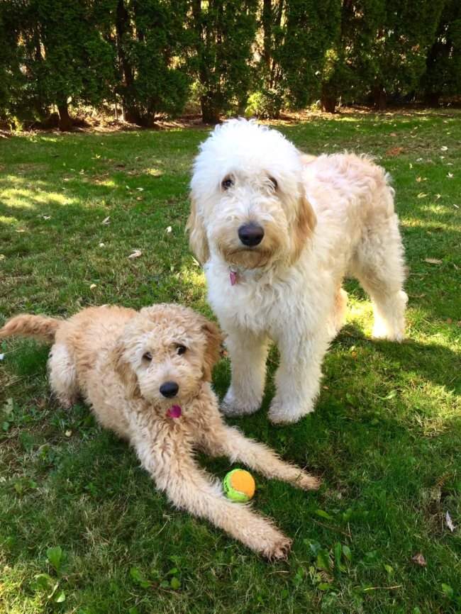 les goldendoodles labradoodles