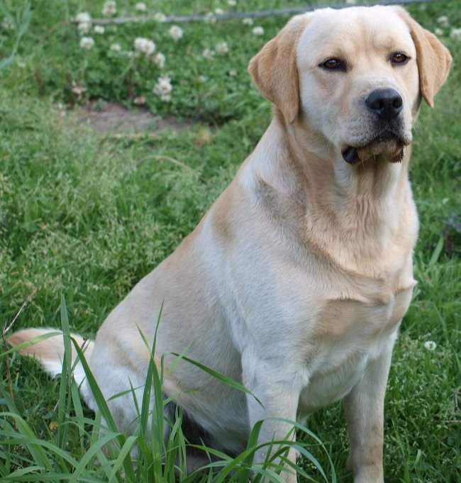 les labradors retriever