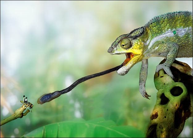 10 conseils pour bien prendre soin d'un caméléon