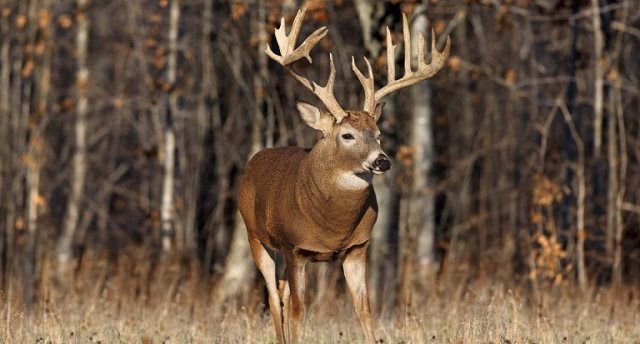 Symbolisme du cerf : Signification spirituelle, animal de pouvoir, totem