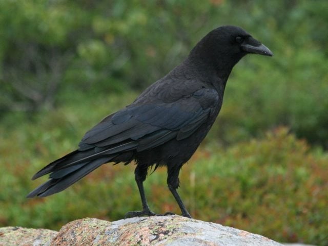 Symbolique du corbeau : Signification spirituelle, animal de pouvoir (totem)