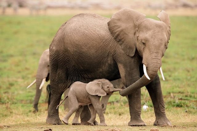 Symbolique de l'éléphant : Signification spirituelle, totem, animal de pouvoir