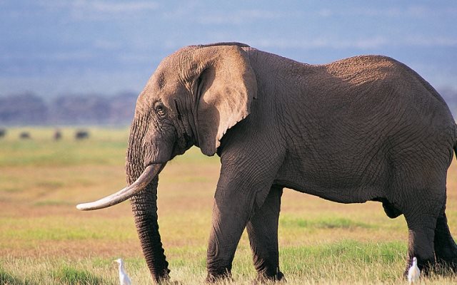 Détails curieux et intéressants sur les animaux