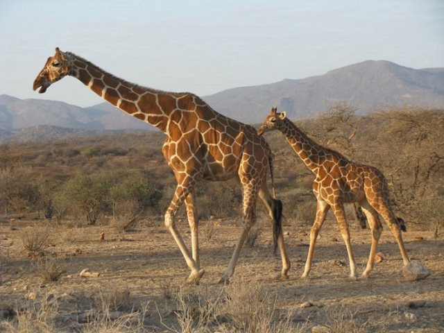 Symbolique de la girafe : Signification spirituelle, totem, animal de pouvoir