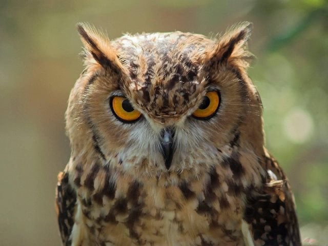 Symbolique du hibou : Signification spirituelle, totem, animal de pouvoir