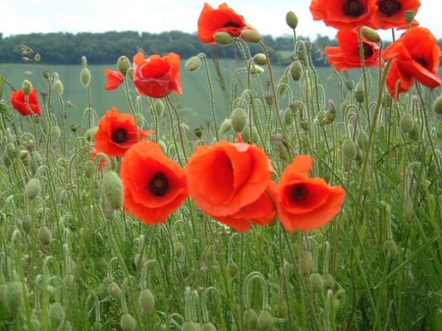 Symbolique du pavot ou du coquelicot